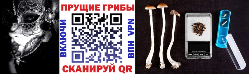 kraken зеркало Яблоновский Галлюциногенные грибы Magic Shrooms